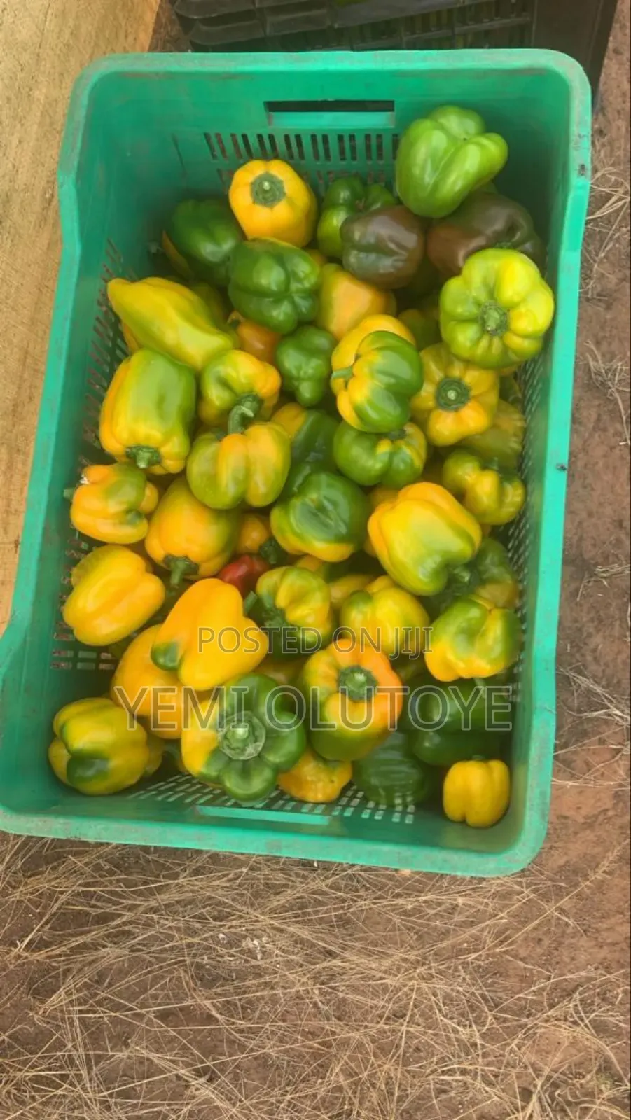 Bell Pepper (Red and Yellow)