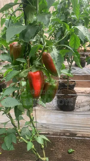 Bell Pepper (Red and Yellow)