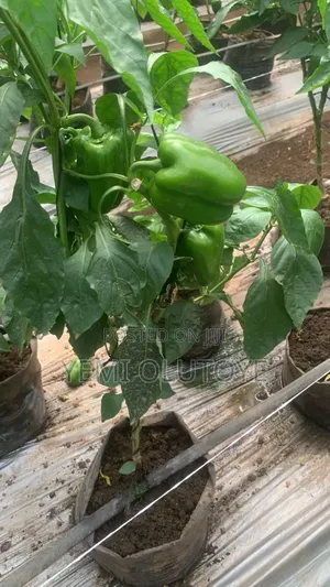 Bell Pepper (Red and Yellow)