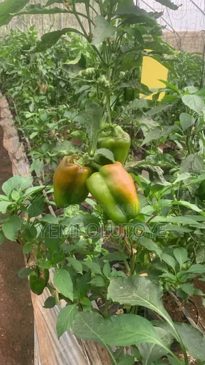 Bell Pepper (Red and Yellow)