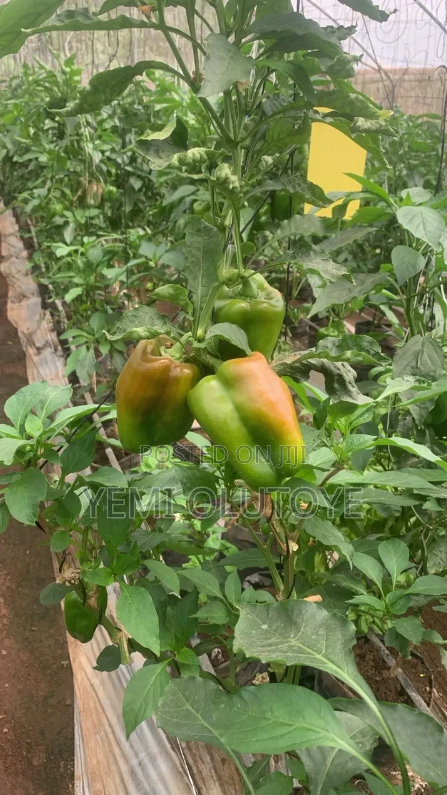 Bell Pepper (Red and Yellow)