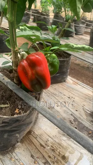 Bell Pepper (Red and Yellow)