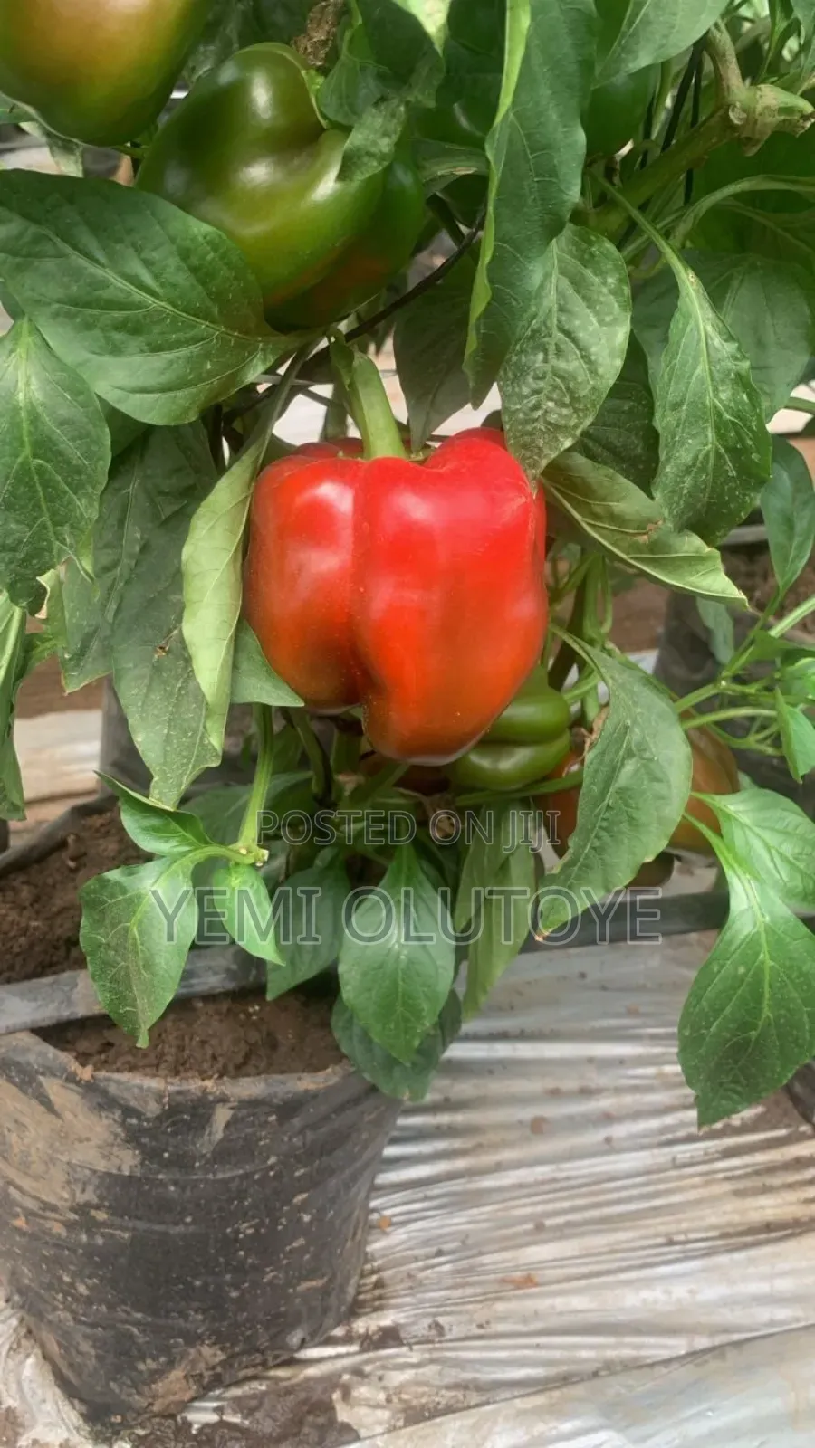 Bell Pepper (Red and Yellow)