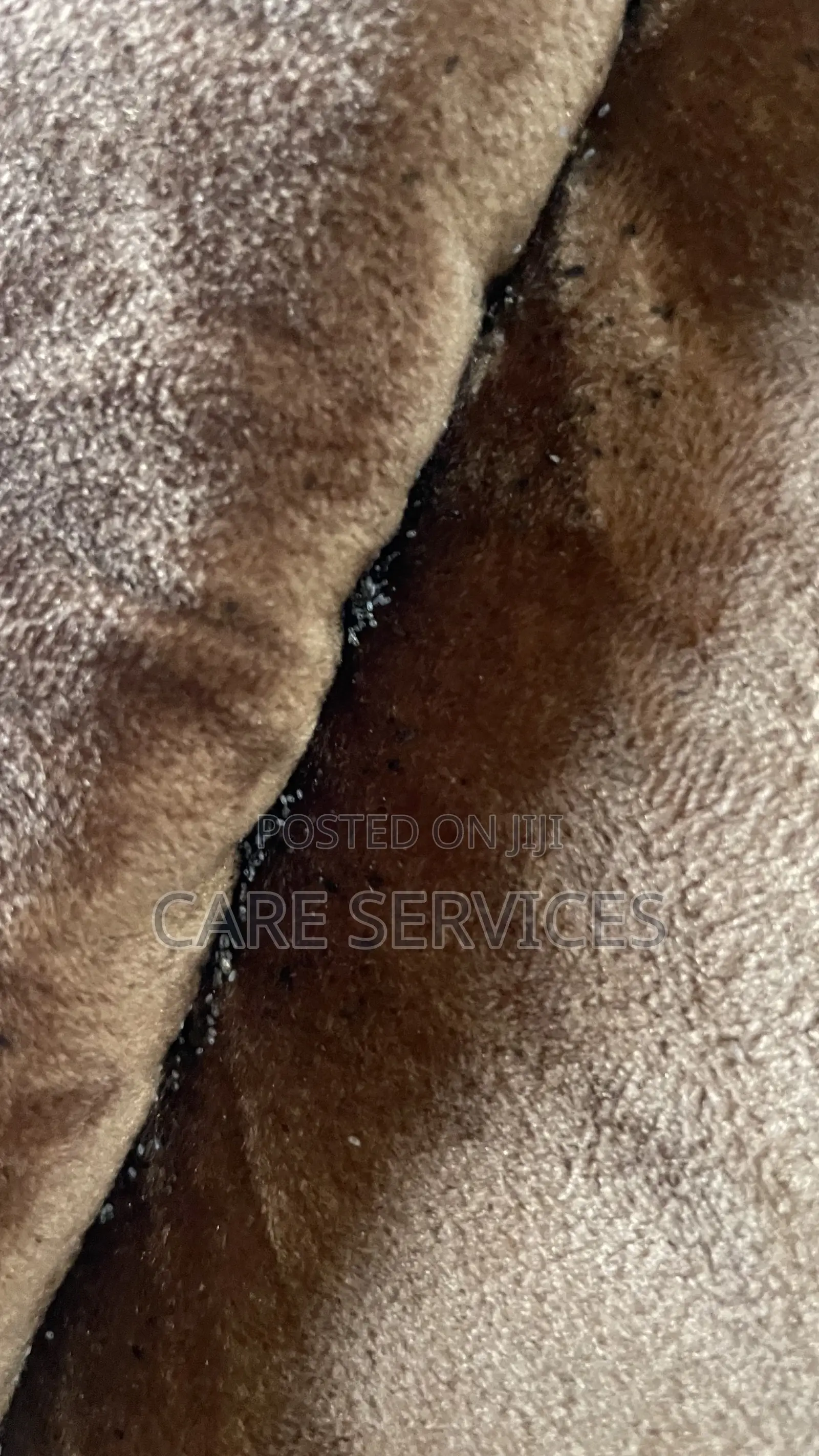 Bedbug Control You Can Trust