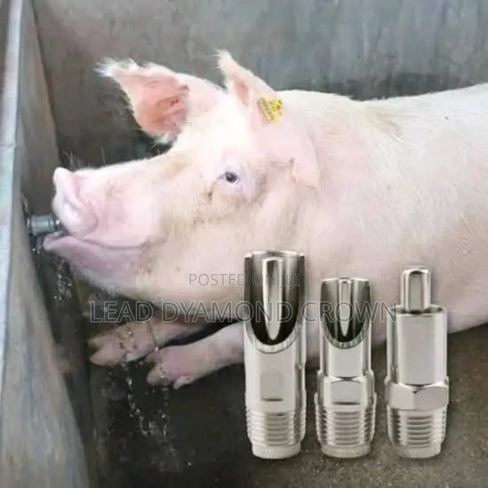 Pigs Nipple Drinker