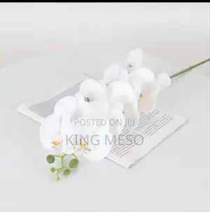 Orchid Flower Available