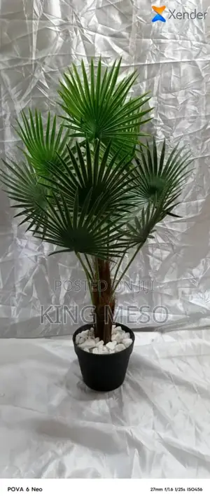 Plants and Pot Available