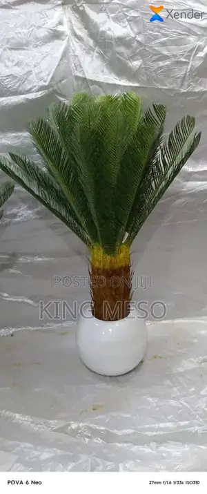 Plant Available in Two Sizes