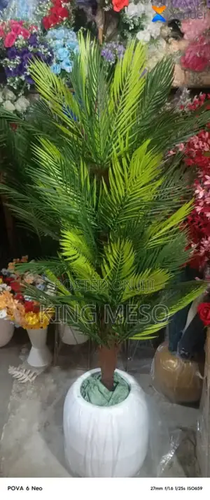 Tree Plant Available