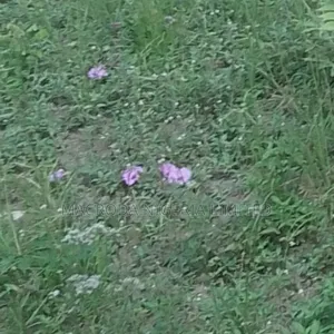 Well Positioned Land