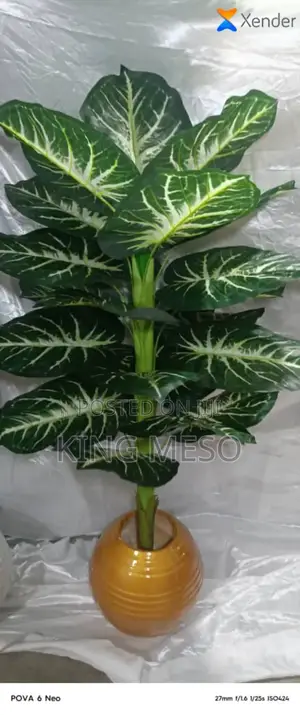 Plam Plant and Pot Available