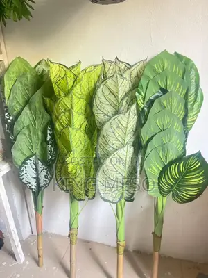 Palm Plant Available