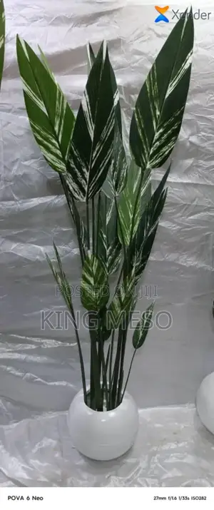 Birds of Paradise Plants Available