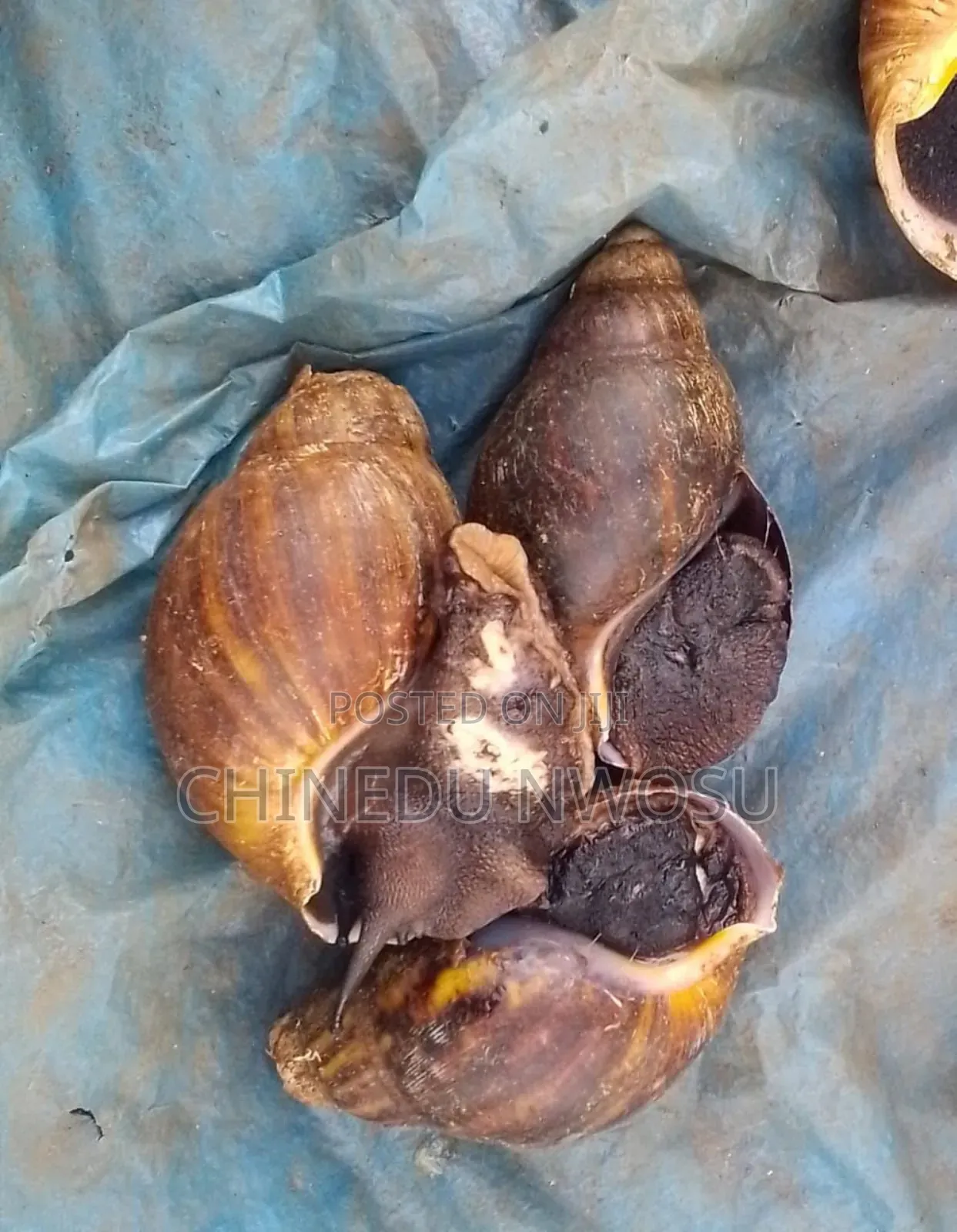 Large Table Size Snails