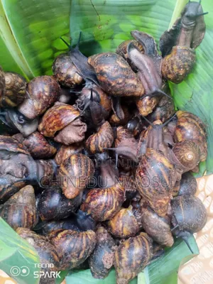 Amo Point Of Lay Snails