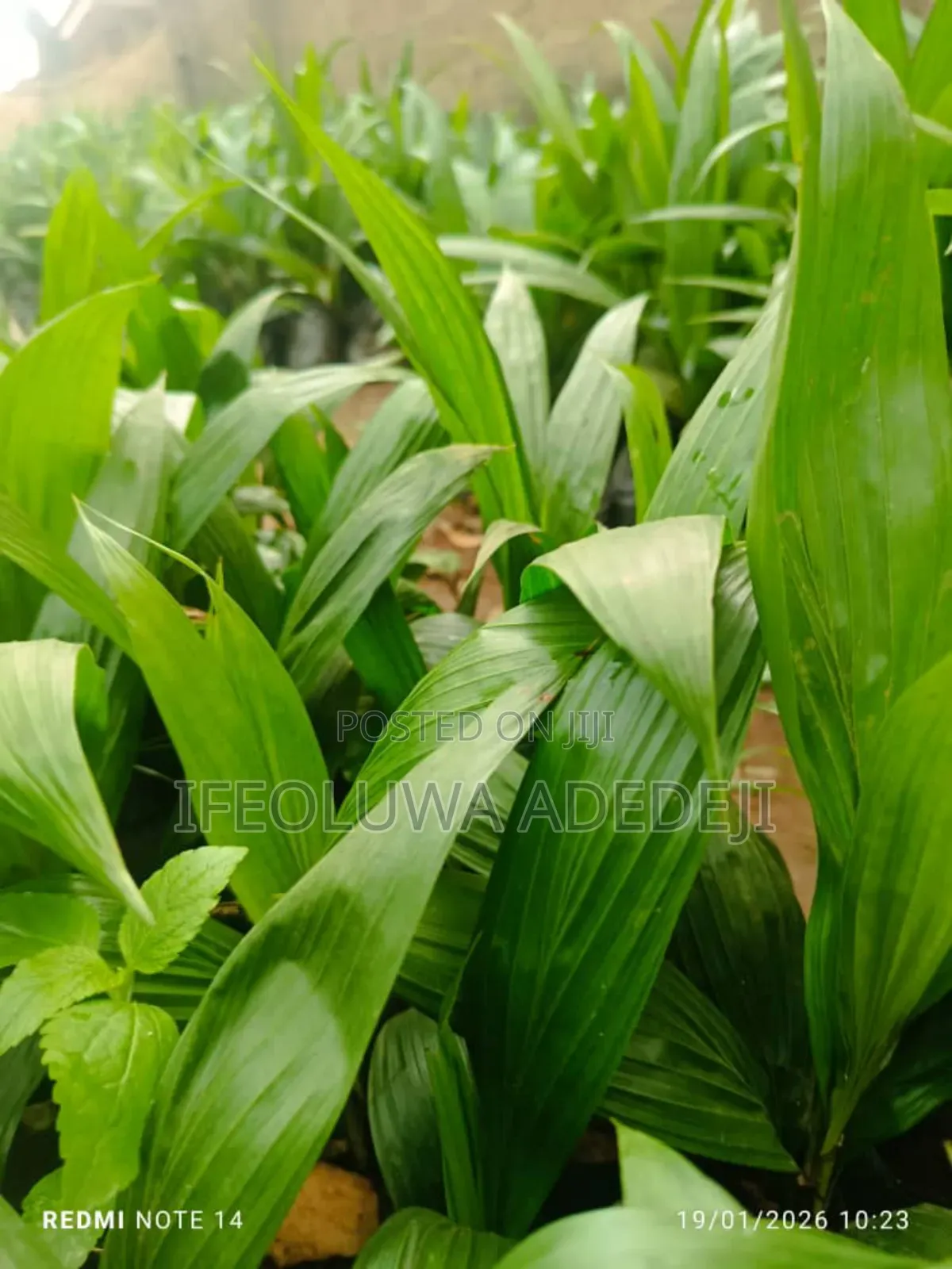 Gmelina Seedlings
