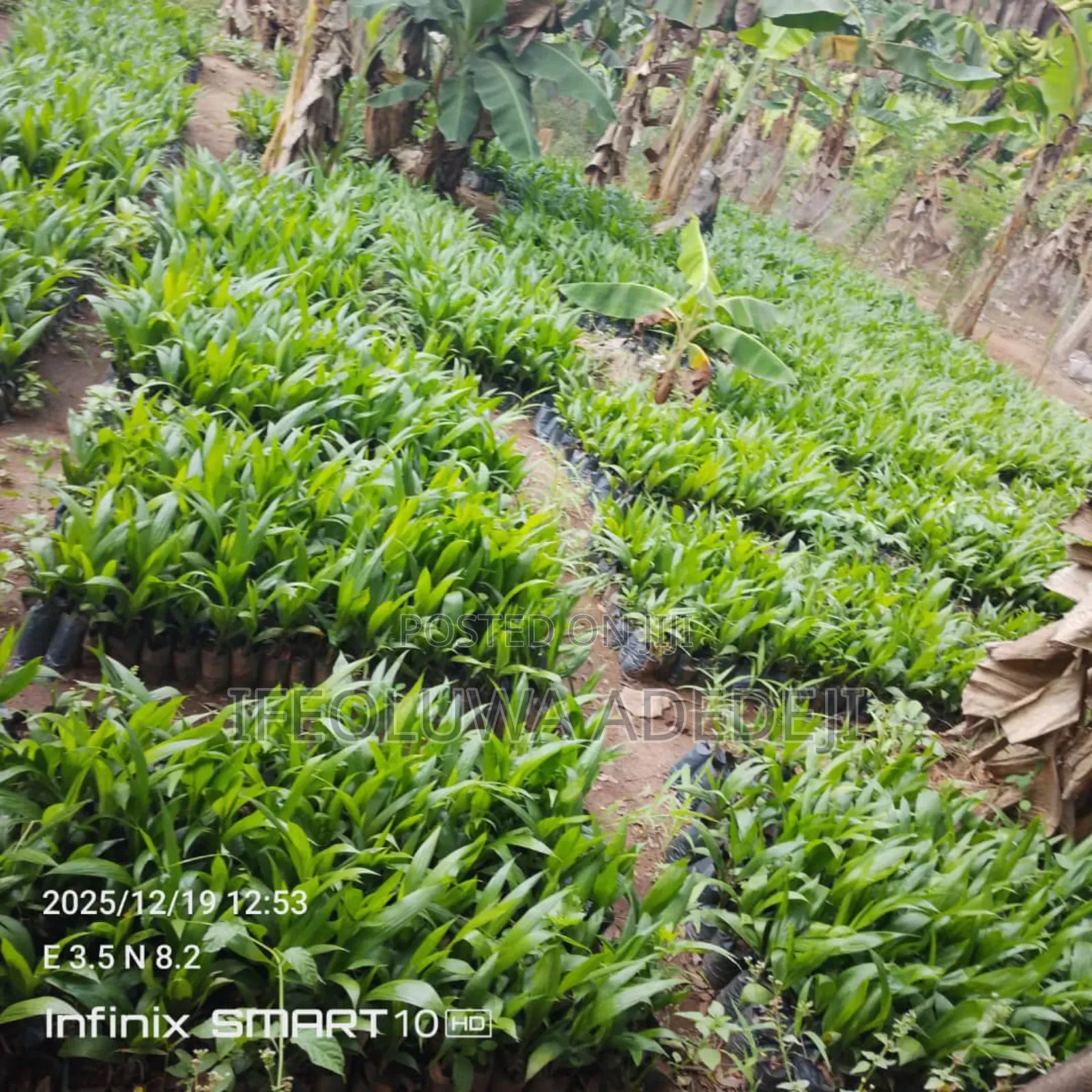 Gmelina Seedlings