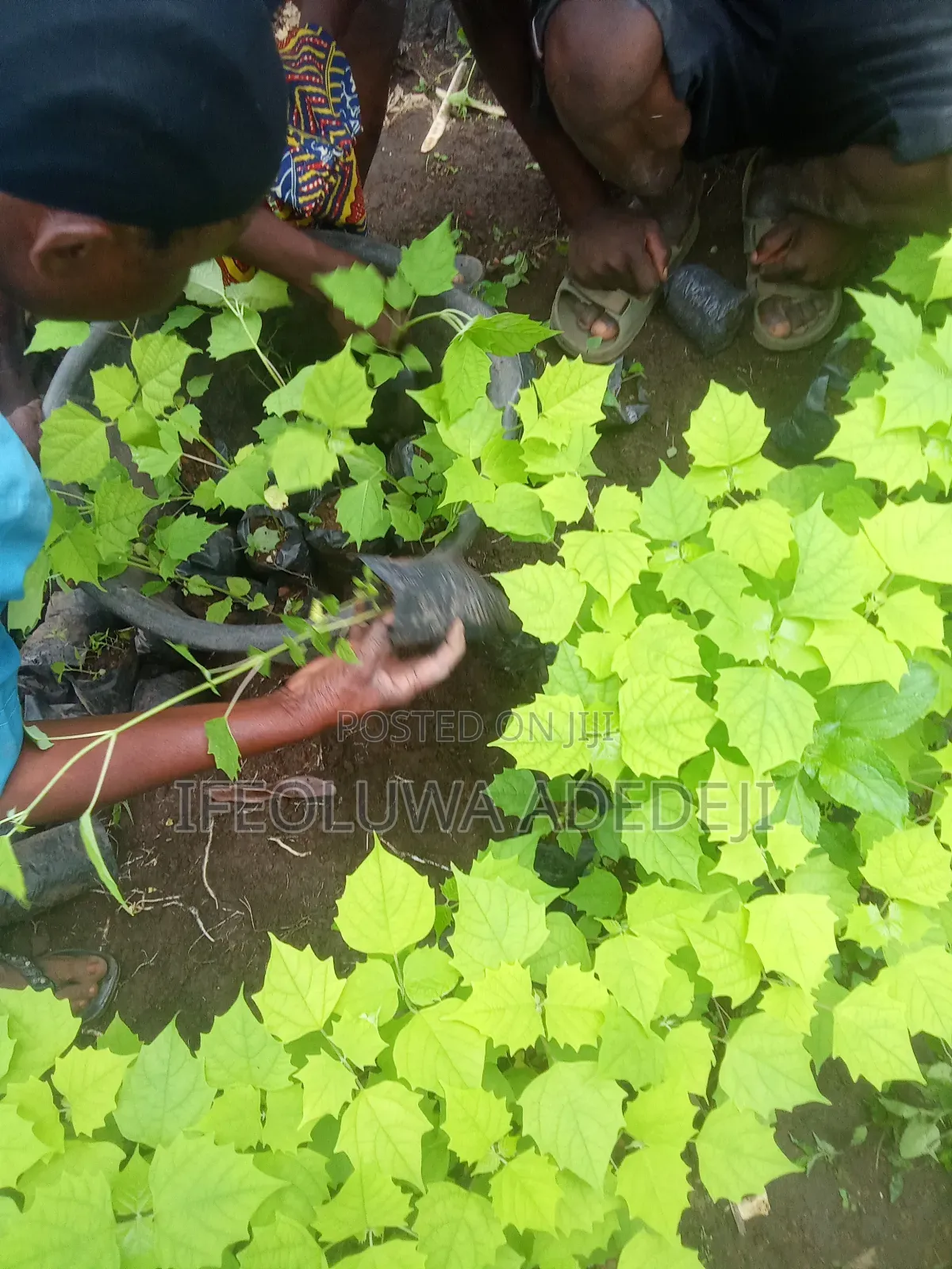 Gmelina Seedlings
