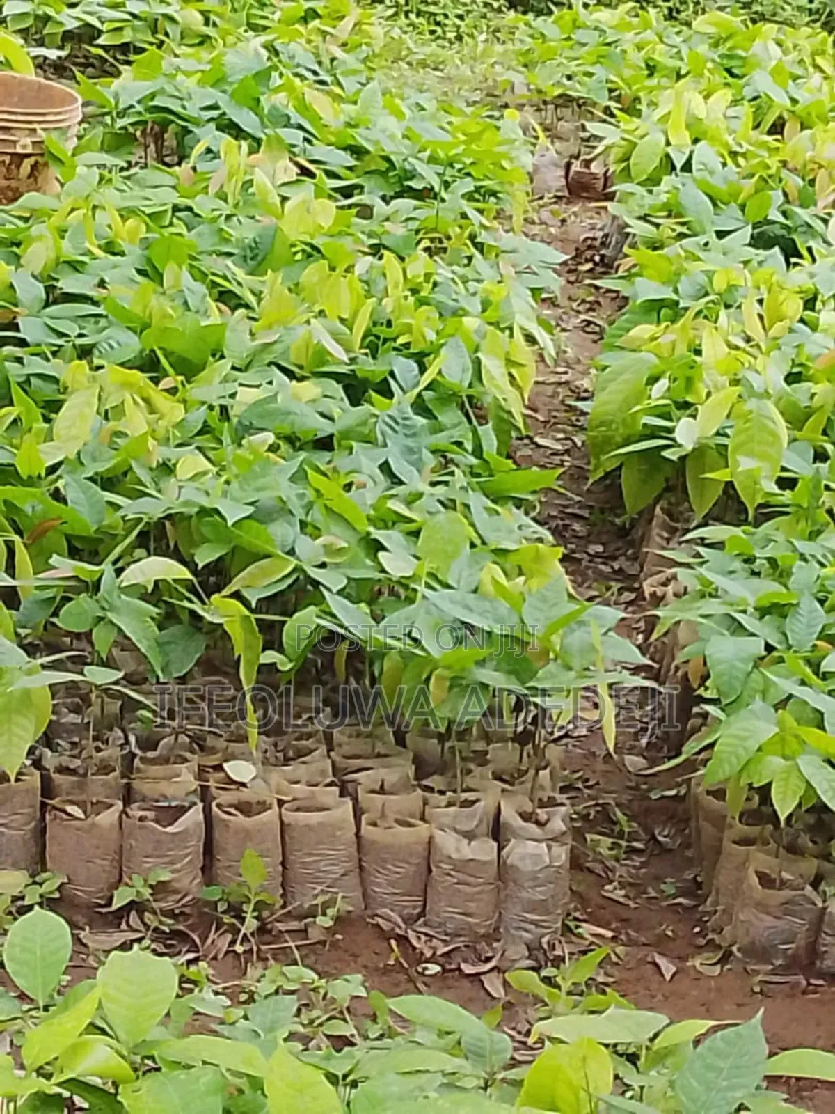 Gmelina Seedlings