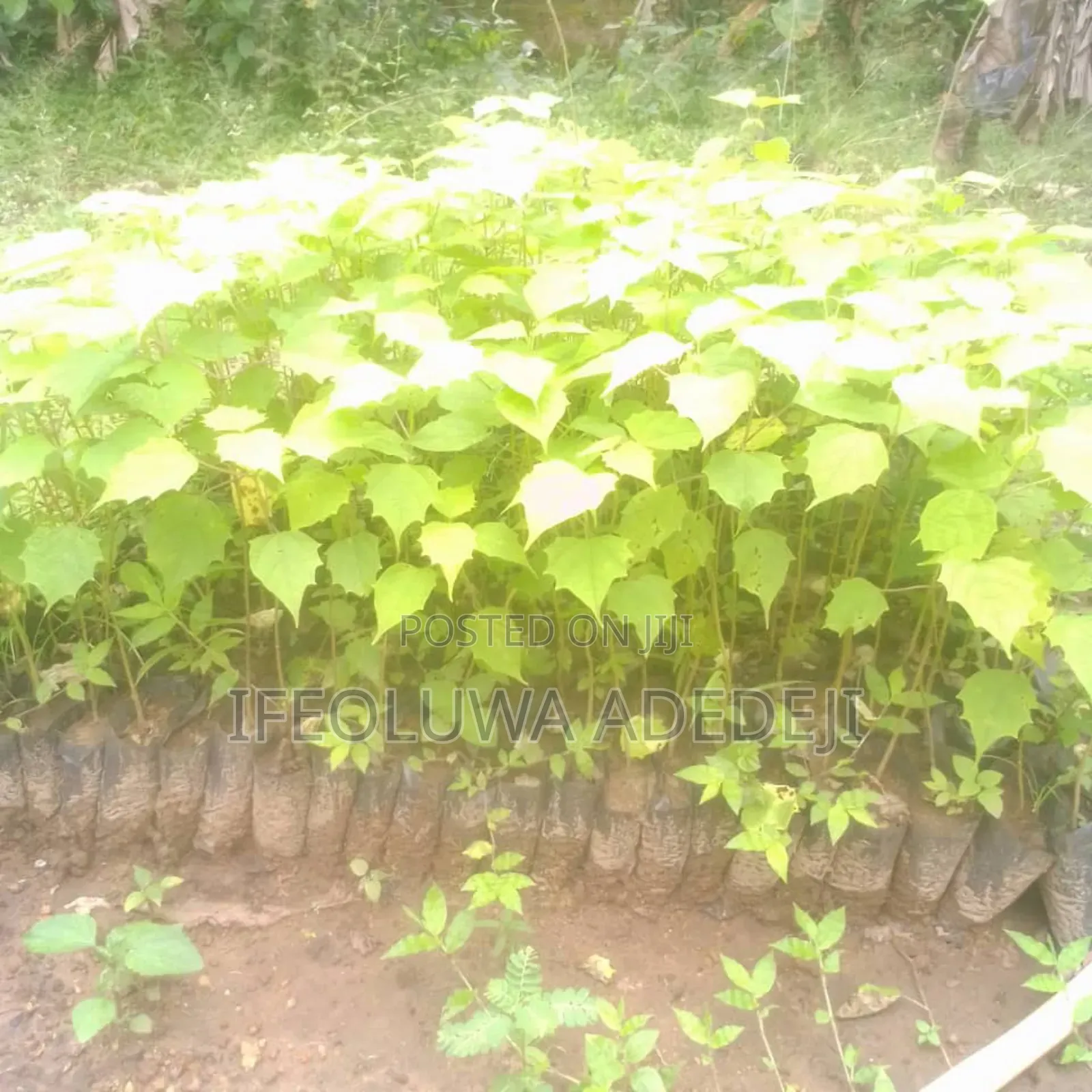 Gmelina Seedlings