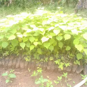 Gmelina Seedlings