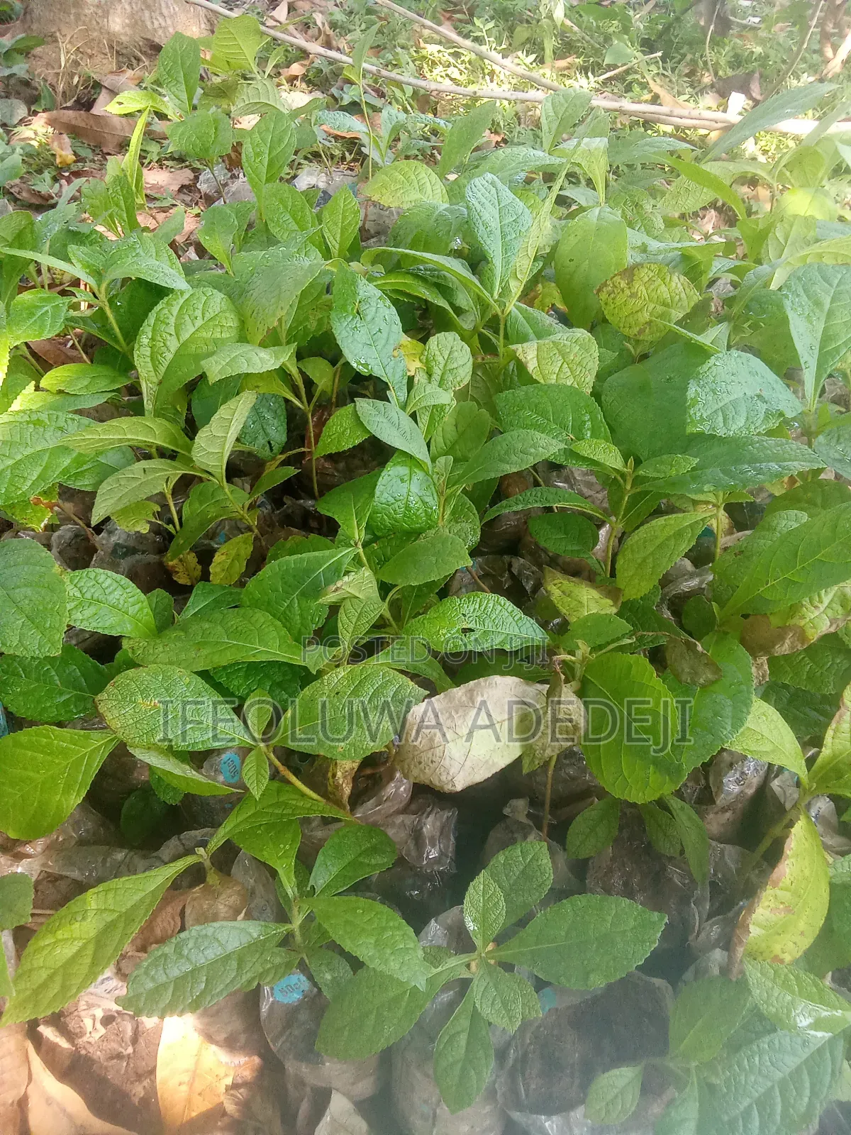 Gmelina Seedlings
