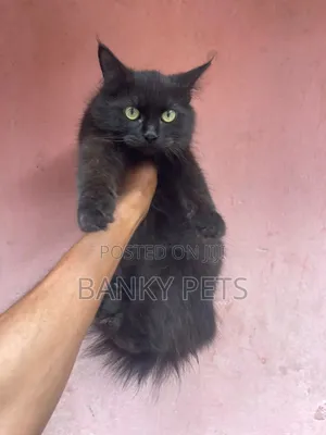 6-12 months Male Purebred Persian
