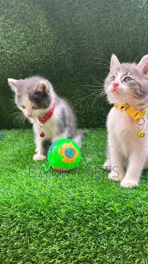 1-3 months Female Purebred Persian