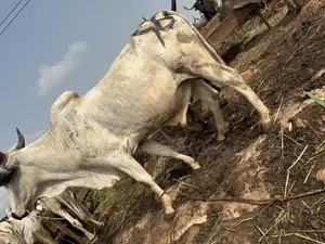 Strong Well-Fed Cows Available for Sale