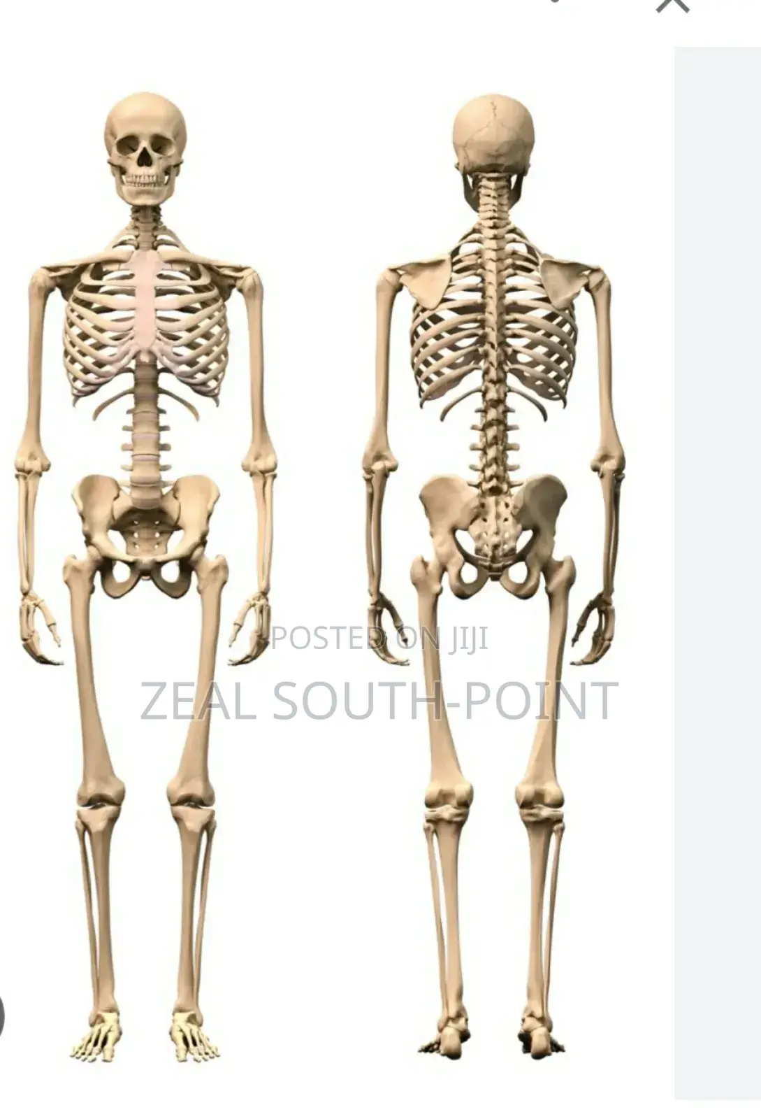 Human Skeleton