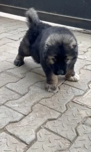 1-3 months Female Purebred Caucasian Shepherd