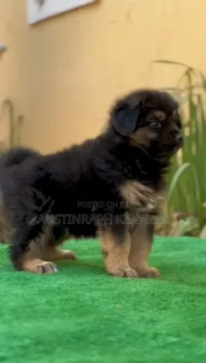 1-3 months Female Purebred German Shepherd