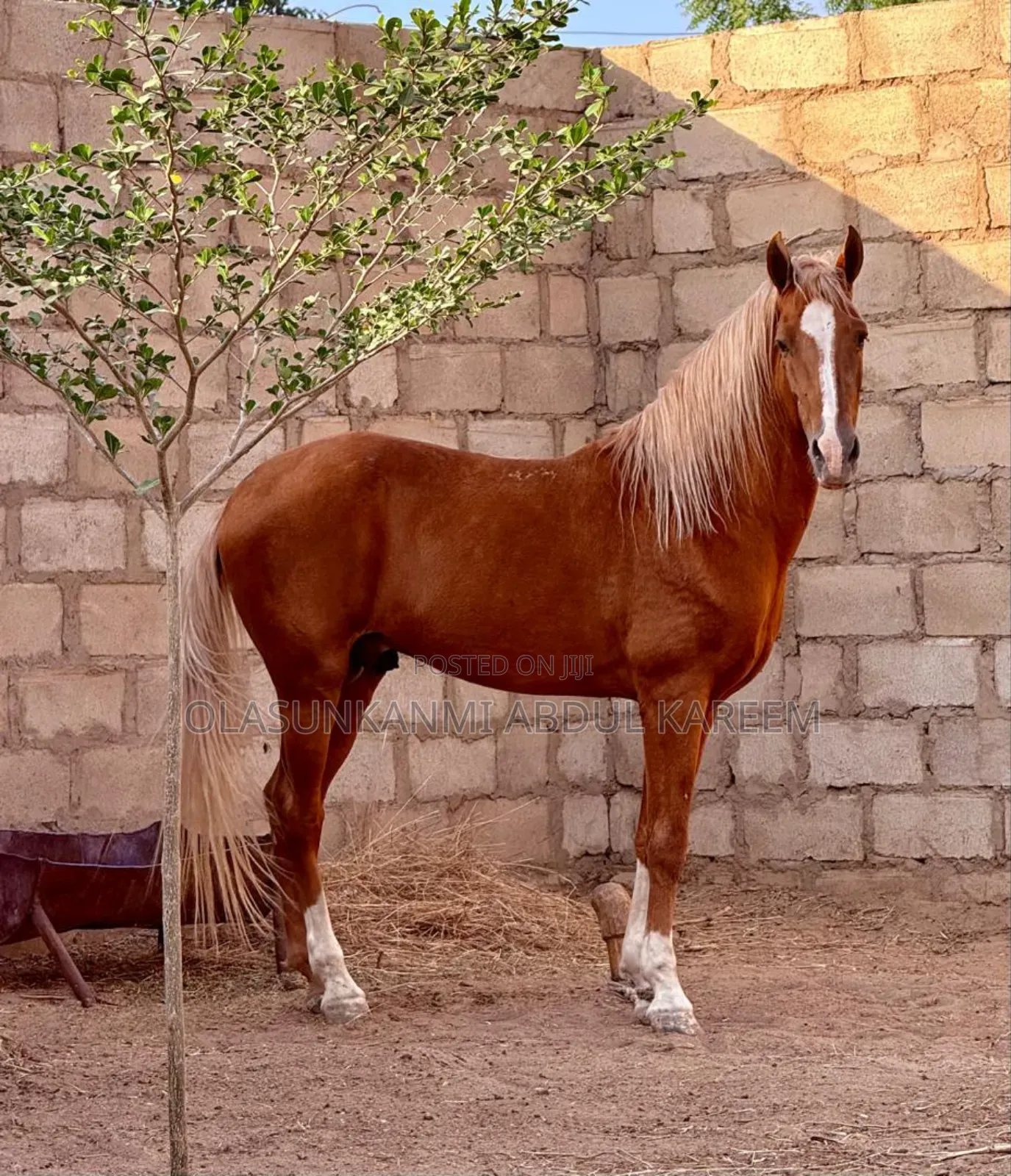 Horse Sudanese