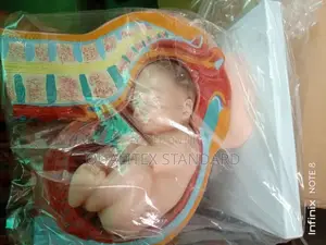 Baby in the Womb Manikin