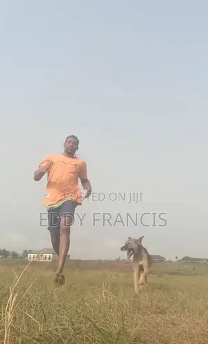 Dog Daycare Training