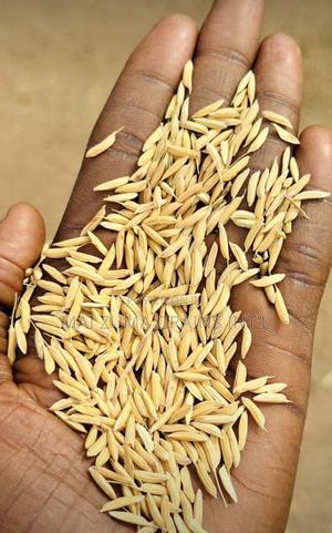 Shelled Rice Tea Shelled Rice in Dawakin Tofa - Farm Animal Feed & Supplements, Mai Zuma ...