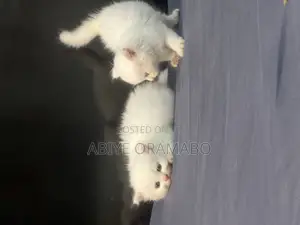 1-3 months Male Purebred Persian