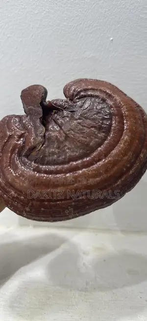 Reishi Mushroom 50g