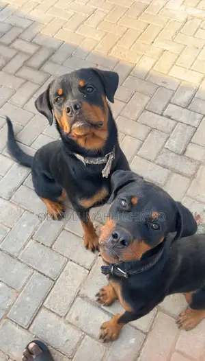 6-12 months Female Purebred Rottweiler