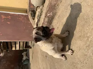 1+ year Female Purebred Pug