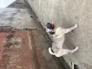 1+ year Male Purebred Pug