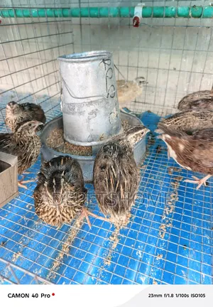 Quail Birds