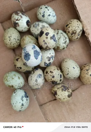 Quail Eggs