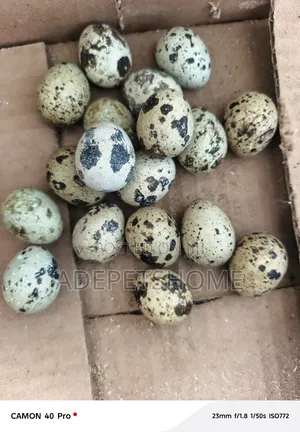 Quail Eggs