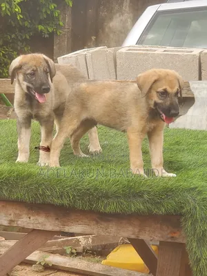 1-3 months Male Mixed Breed Caucasian Shepherd