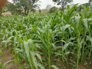 Cheap Acre of Farmland