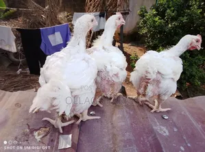 5 Weeks Old Broilers
