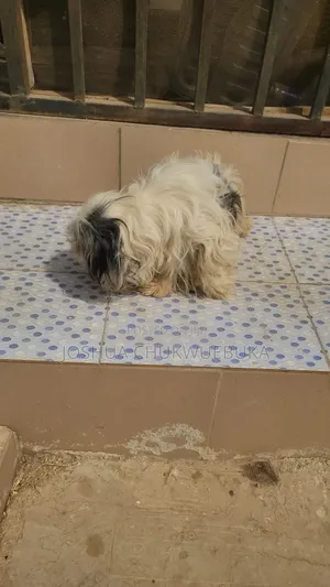 6-12 months Female Purebred Lhasa Apso