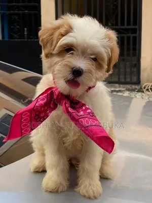 1-3 months Female Purebred Lhasa Apso