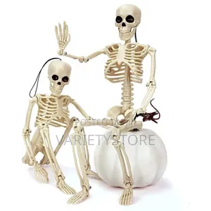 Halloween Human Skeleton